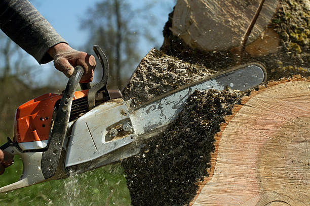 Best Tree Disease Treatment  in North Wantagh, NY